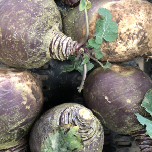 organic swede kent box scheme