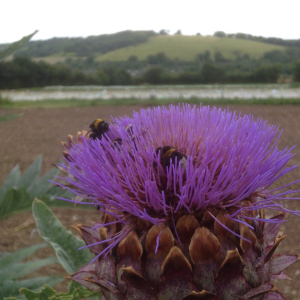 Bees organic vegetables