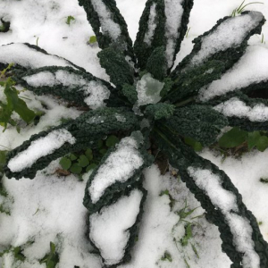 cavolo nero snow star organic