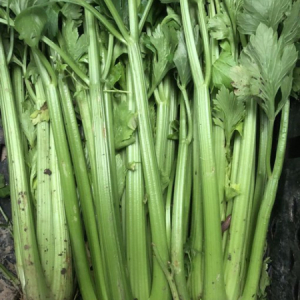 organic vegetables celery kent