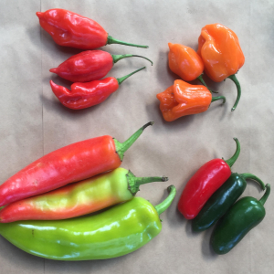Organic chilli Kent
