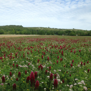 fertility building with organic clover, wye crown, kent