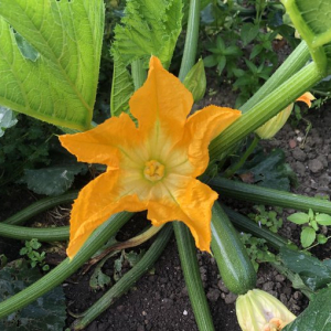organic courgette kent box scheme