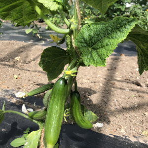 organic cucumber vegetable farm kent