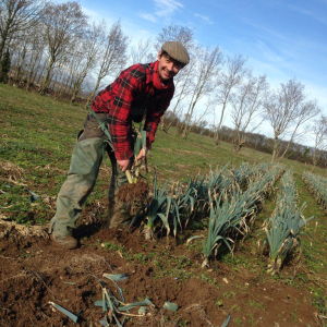 harvesting organic leeks kent vegetable box