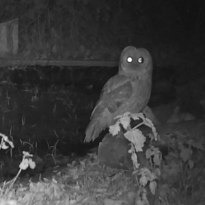 owl organic vegetable farm pond kent