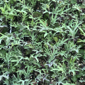 red kale baby plants organic farm kent