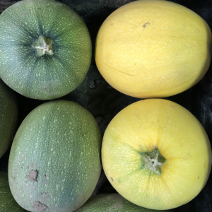 spaghetti squash organic delivery  kent