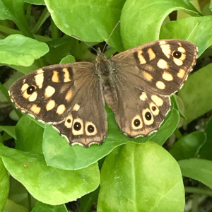 speckled wood butterfly on organic spinach seedlings