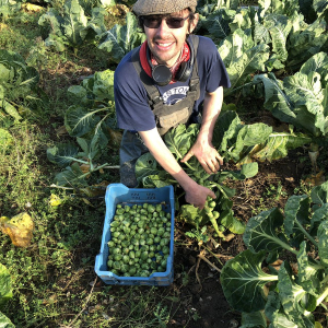 Sprout harvest December 2018