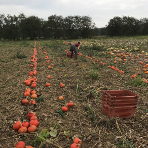 organic squash harvest kent