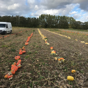 squash harvest 