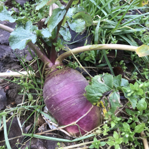 organic swede vegetable kent