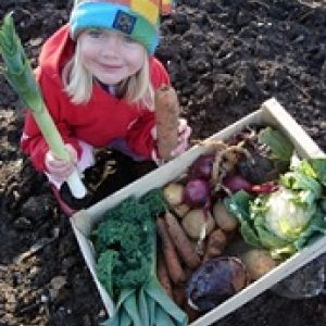 organic vegetable box