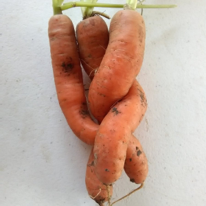 organic carrots kent