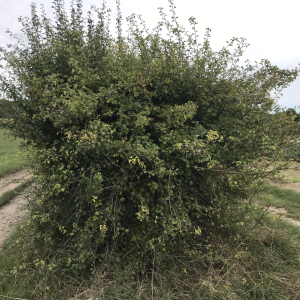 wild hedge organic vegetable farm kent