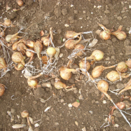 Onions drying (organic farm, Kent)