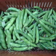 Broad beans (organic farm, Kent)
