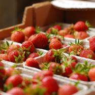 Strawberries (organic farm, Kent)