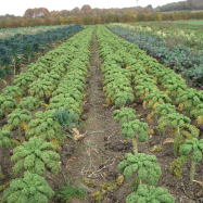 Kale as far as the eye can see - organic farm, kent