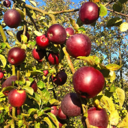 'Spartan' apples (organic farm, Kent)