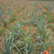 Poppies amongst the leeks organic farm, Kent