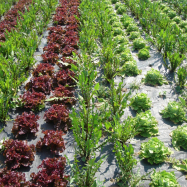 organic salad leaves kent organic farm