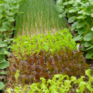 Lettuce seedling (organic farm, Kent)