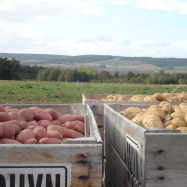 Organic potatoes, Kent, organic farm