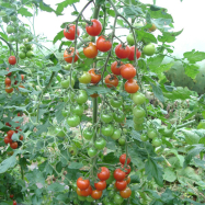 Organic tomatoes, Kent, organic farm