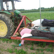 The 'lazy bed weeder' - organic farm carrots kent