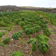 Green curly kale (organic farm, Kent)