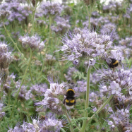Bees feeding on phacelia (organic farm, Kent)