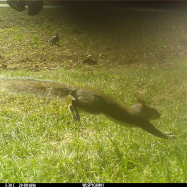 organic vegetable farm kent
