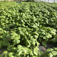 organic claytonia kent