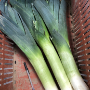 organic leeks kent