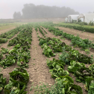 organic vegetable farm kent