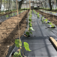 cucumber organic vegetables kent