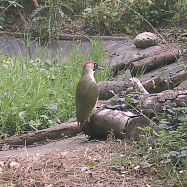 green woodpecker organic farm kent