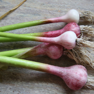 green garlic organic vegetables kent