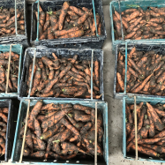 organic carrots kent veg box scheme