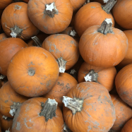 Organic pumpkin Kent