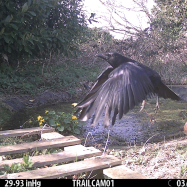 Rook organic vegetable farm kent pond