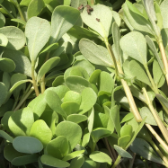 summer purslane organic kent