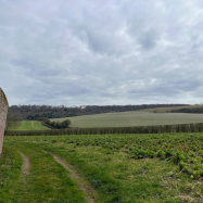 Kent walled garden organic vegetables